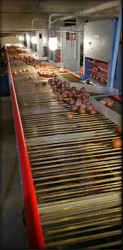 ระบบคอนเวเยอร์ลำเลียงไข่ (Egg Conveyor)